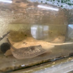 淡水エイ　　アルビノの画像