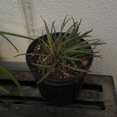 カタナンケ　カエルレアの画像