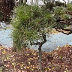 松の木　3本　60cm〜120cmくらいの画像