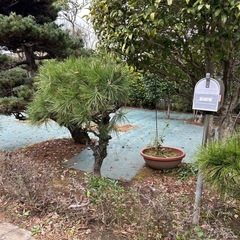 松の木　3本　60cm〜120cmくらいの画像