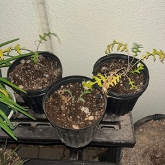 エキノプス　プラチナムブルー　3鉢の画像