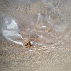 おがくず 2袋あります 飼育 園芸などにの画像