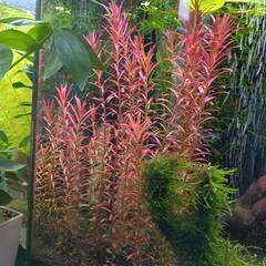 水草 赤色 ロタラロトンディフォリアレディッシュ① めだか・エビ水槽に・・の画像