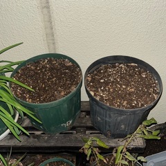 サルビア　アズレア　2鉢の画像