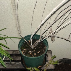 ロシアンセージ　1鉢の画像