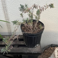 イングリッシュラベンダー　1鉢(小)の画像