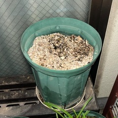 アガパンサス　ブルーヘブンの画像