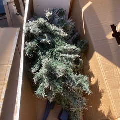 クリスマスツリーの画像