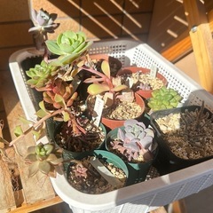 多肉植物30鉢以上
の画像