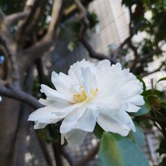 呼吸法とシンギングボウル～今ここにある～　キャンドル　平和　心と身体　今を生きるの画像