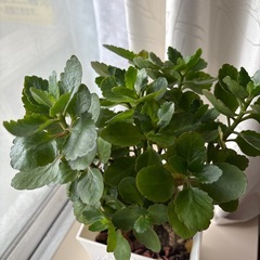 カランコエの画像