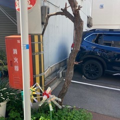 葡萄の木　ぶどう　　植物　木の画像