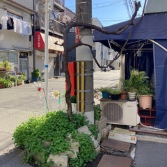 葡萄の木　ぶどう　　植物　木の画像