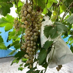 葡萄の木　ぶどう　　植物　木の画像