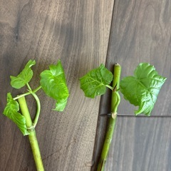 ウンベラータの苗木の画像