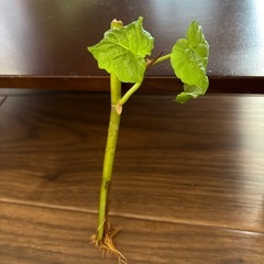 ウンベラータの苗木の画像