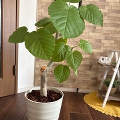 ウンベラータの苗木の画像