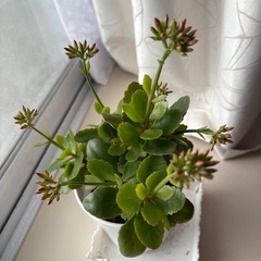 植物カランコエの画像