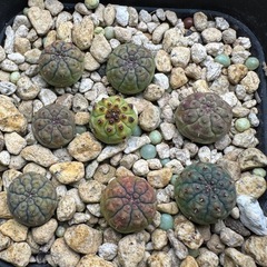 実生】ユーフォルビアオベサ8株の画像