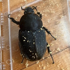 ヘラクレスオオカブト　メス単の画像