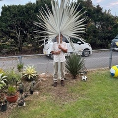 大きなビスマルキアの葉　装飾にどうぞ
の画像