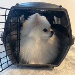 犬用クレート バリケンの画像