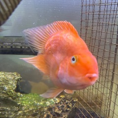 パロットハートテール　オレンジの画像