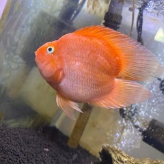 パロットハートテール　オレンジの画像