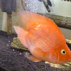 パロットハートテール　オレンジの画像