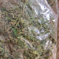 装飾グリーンモス（苔）4袋セットの画像