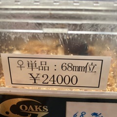 ヘラクレスオオカブト　メス単の画像