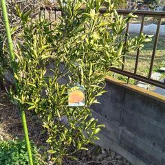 せとか みかんの中でも美味しいの画像