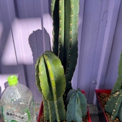 柱サボテン２個
トゲなしの画像