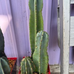 柱サボテン２個
トゲなしの画像