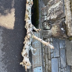 伐採技、木の画像