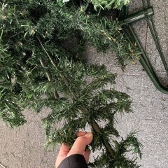 クリスマスツリーの画像