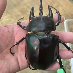 初売りイベント