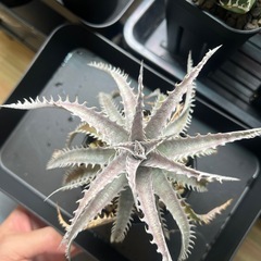 　植物　ディッキアの画像