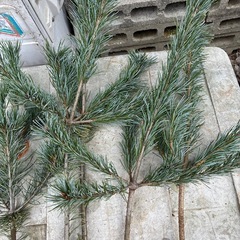 五葉松の枝の画像