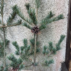 五葉松の枝の画像