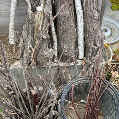 キャンプ用など
剪定枝無料