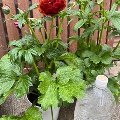 【お問い合わせ中断中】ラナンキュラス②2p ガーデニング　花植物の画像
