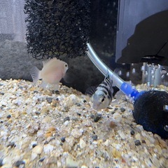 ブルータイガーパロット、プラチナタイガーパロットの画像