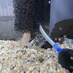 ブルータイガーパロット、プラチナタイガーパロットの画像