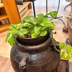骨董品の壺とポトスの鉢の画像