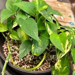 骨董品の壺とポトスの鉢の画像