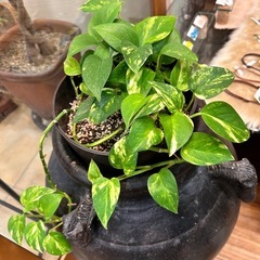 骨董品の壺とポトスの鉢の画像