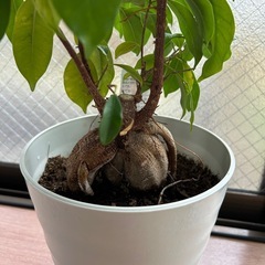 観葉植物　ガジュマルの画像