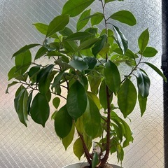 観葉植物　ガジュマルの画像