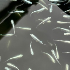 幹之メダカ
の画像